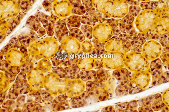 Glande salivaire x100 - gryphea.org